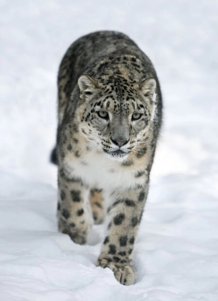 A snow leopard walking through the snowy landscape with focused eyes