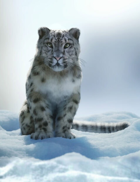 Snow leopard sitting calmly on snow in natural cold environment