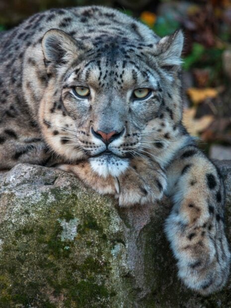 A close up of a snow leopard resting on a mossy rock in nature