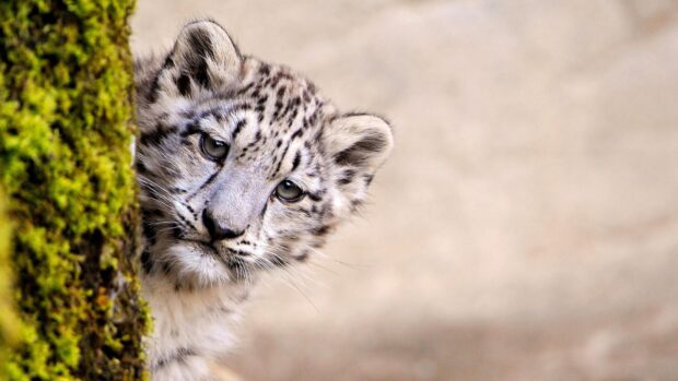 A snow leopard cub peeking out from behind a moss covered tree trunk