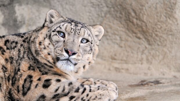 Snow leopard resting calmly on a rock surface with blue eyes looking ahead