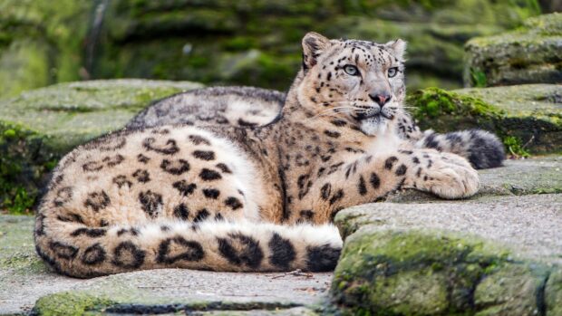 Snow leopard resting on mossy rocks in natural habitat showing detailed fur pattern