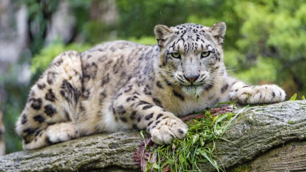 Snow leopard resting on tree branch with green foliage in natural habitat