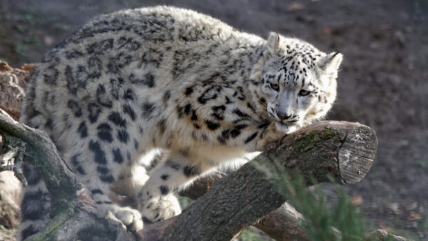 Snow leopard standing on a tree branch in a natural habitat