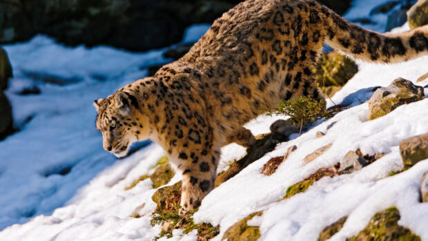 Snow leopard walking carefully on snowy rocky terrain in bright daylight