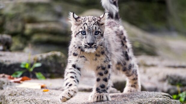Young snow leopard walking on a stone path in natural habitat