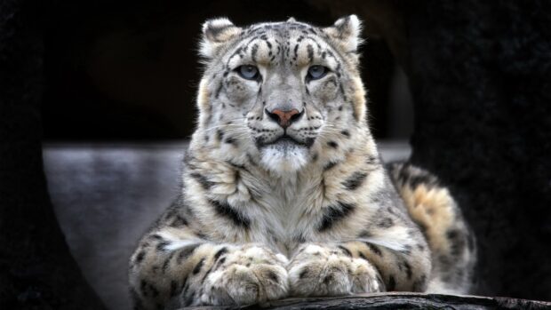 A snow leopard resting calmly on a rock with its paws crossed and intense eyes looking forward