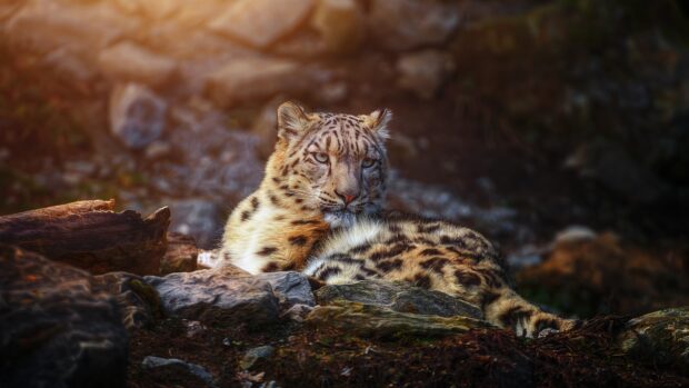 A snow leopard resting on rocks in a natural habitat showing its beautiful fur pattern