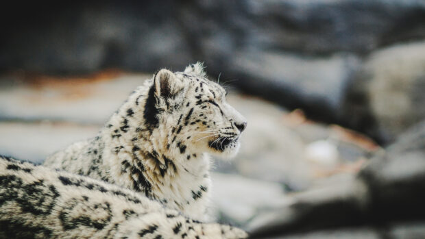 A snow leopard resting peacefully with eyes closed in a natural rocky habitat