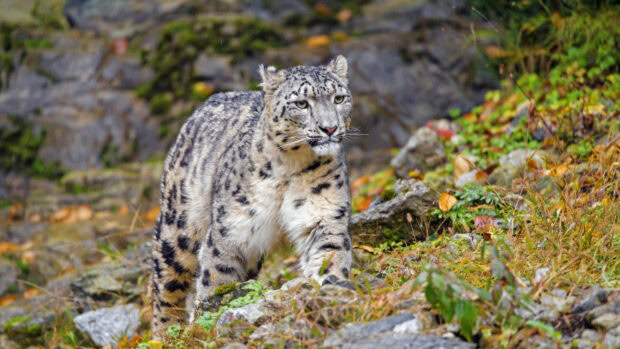 A snow leopard walking carefully among rocks and green plants in its natural habitat