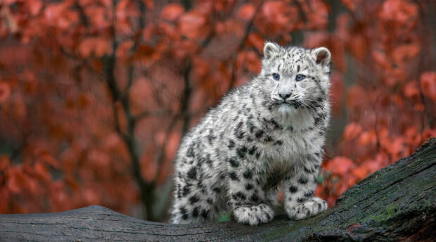 A young snow leopard standing on a log in front of autumn foliage