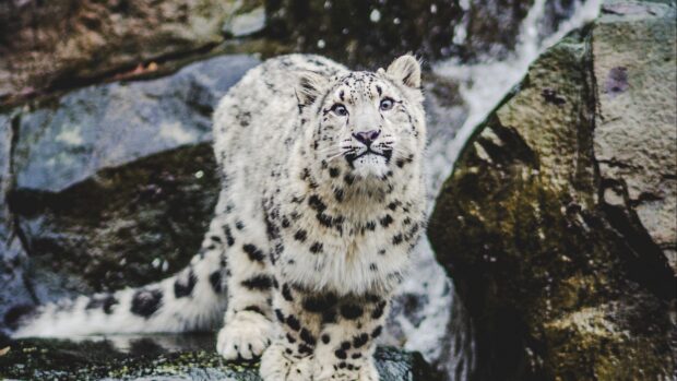 A snow leopard crouching on rocks near a waterfall in a natural habitat