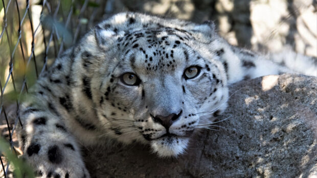 Close up of a snow leopard resting beside a rock in natural habitat