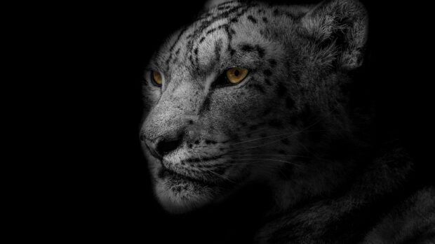Close up of snow leopard with piercing eyes in dark setting
