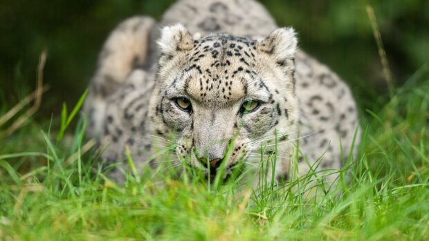 Snow leopard lying in the grass with focused eyes looking straight ahead