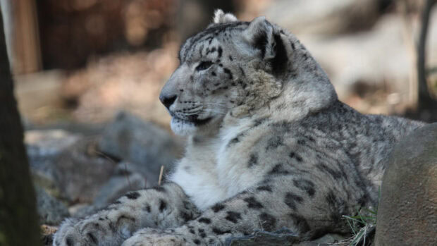 Close up of snow leopard resting on rocks in natural habitat