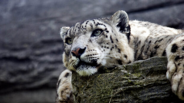 Snow leopard resting its head on a rock showing the calm expression of the snow leopard