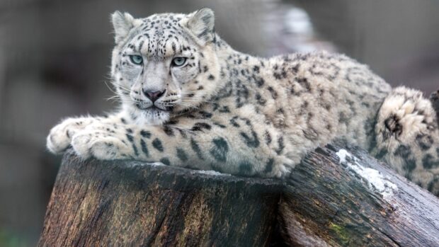 Snow leopard resting on a tree stump in the wild with detailed fur patterns