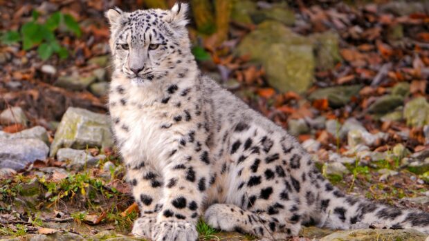 Young snow leopard sitting on rocky ground surrounded by leaves and plants
