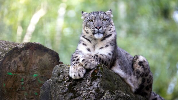 A snow leopard resting on a mossy rock with a blurred green forest background