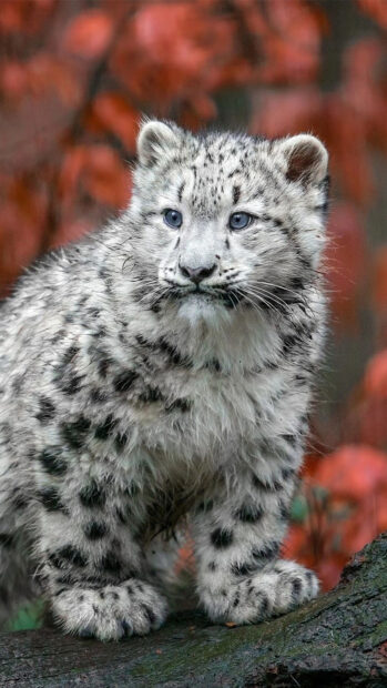 A young snow leopard cub with blue eyes standing on a log in a forest with red foliage