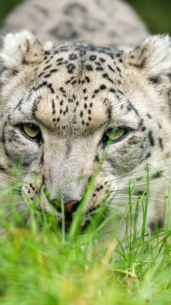 Close up of a snow leopard stalking through green grass in the wild