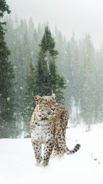 A snow leopard walking through a snowy forest with pine trees in the background
