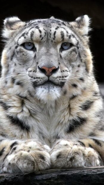 Close up view of a snow leopard resting with its paws crossed on a log
