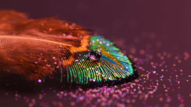 Close up of colorful feather with sparkle on dark surface