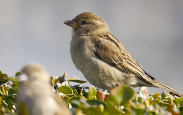 A close up of a sparrow perched on green leaves in natural light