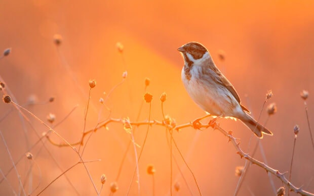 Sparrow bird perched on a thorny branch during golden hour sunlight