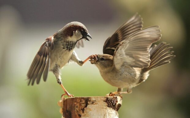Two sparrow birds interacting on a tree stump with one holding a small twig in its beak
