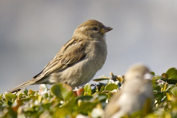 A close up of sparrow perched on green leaves in natural light