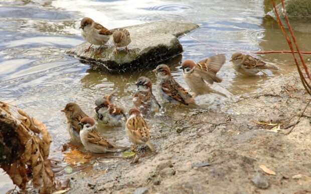 A group of sparrow birds gathered by the water on the rocky shore