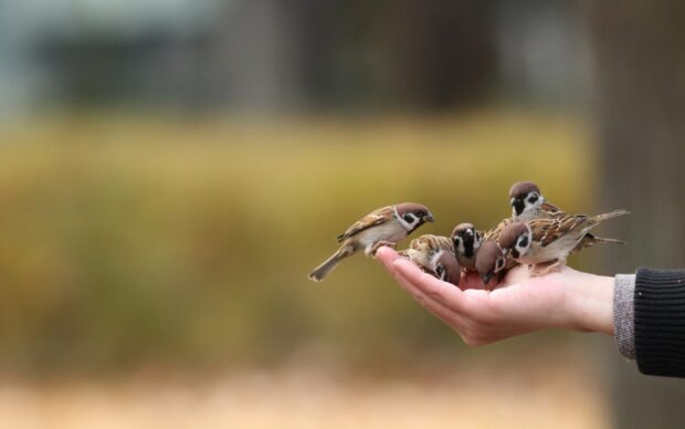 A group of sparrow birds perched on a person's hand in a natural outdoor setting