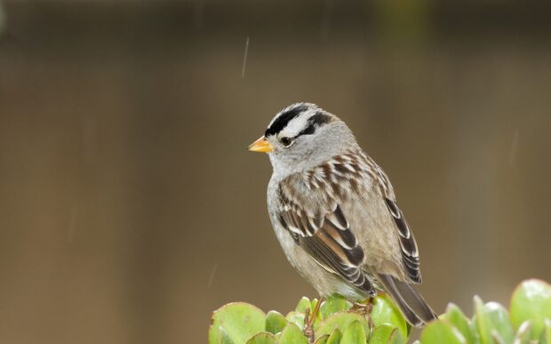 A sparrow bird perched on green leaves with detailed feathers and a blurred background