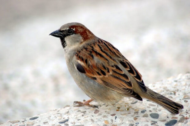 A close up of a sparrow bird perched on a textured ground surface