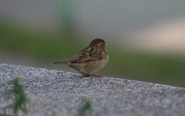 A sparrow bird sitting on a textured surface with a blurred natural background