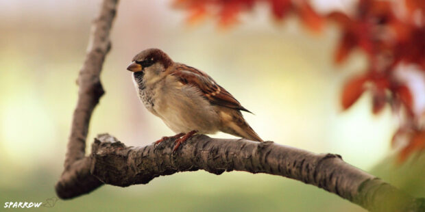 A sparrow bird perched on a tree branch with blurred autumn leaves in the background