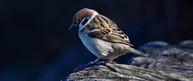 A sparrow bird perched on a rock with detailed feathers and natural lighting