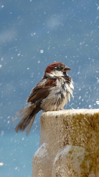 A sparrow bird perched on a stone ledge with water droplets in the air during a bath
