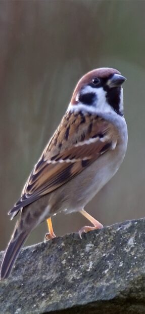 A sparrow bird perched on a rock showing detailed feathers and natural colors