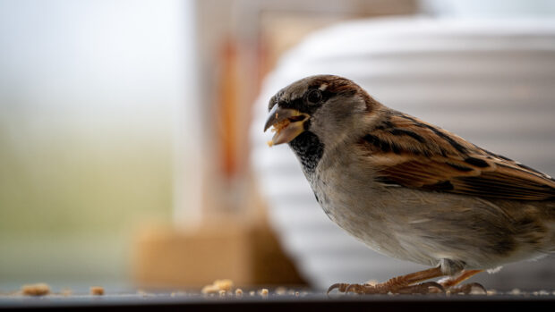 A sparrow bird eating crumbs with detailed feathers and sharp eyes on a surface