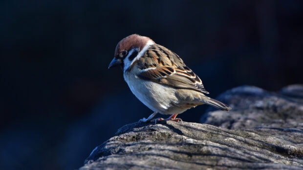 A sparrow bird perched on a rocky surface in natural light