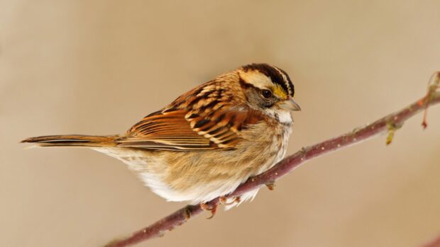 A sparrow bird perched on a thin branch with detailed feathers and a soft blurred background