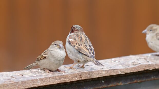 Two sparrow birds resting on a wooden surface with a blurred warm brown background