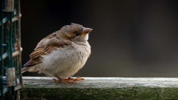 A sparrow bird perched on a mossy wooden railing in natural light