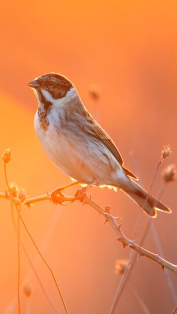A sparrow bird perched on a thorny branch during a warm glowing sunset