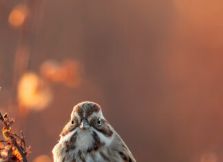 A sparrow perched on dry branches during golden hour light