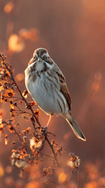A sparrow perched on dry branches during golden hour light
